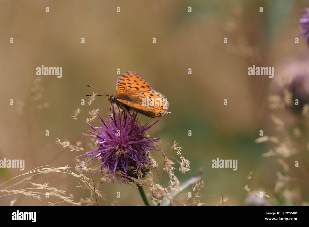 high brown fritillary pollinating a knapp weed in an alpine summer meadow Stock Photo
