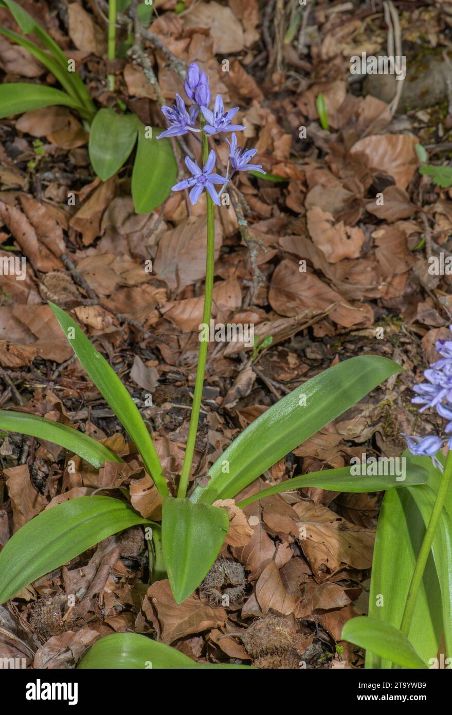 Pyrenean Squill, Tractema lilio-hyacinthus, in woodland, Pyrenees. Stock Photo