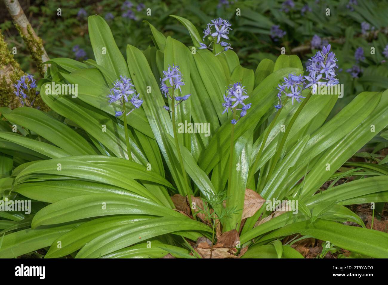 Pyrenean Squill, Tractema lilio-hyacinthus, in woodland, Pyrenees. Stock Photo