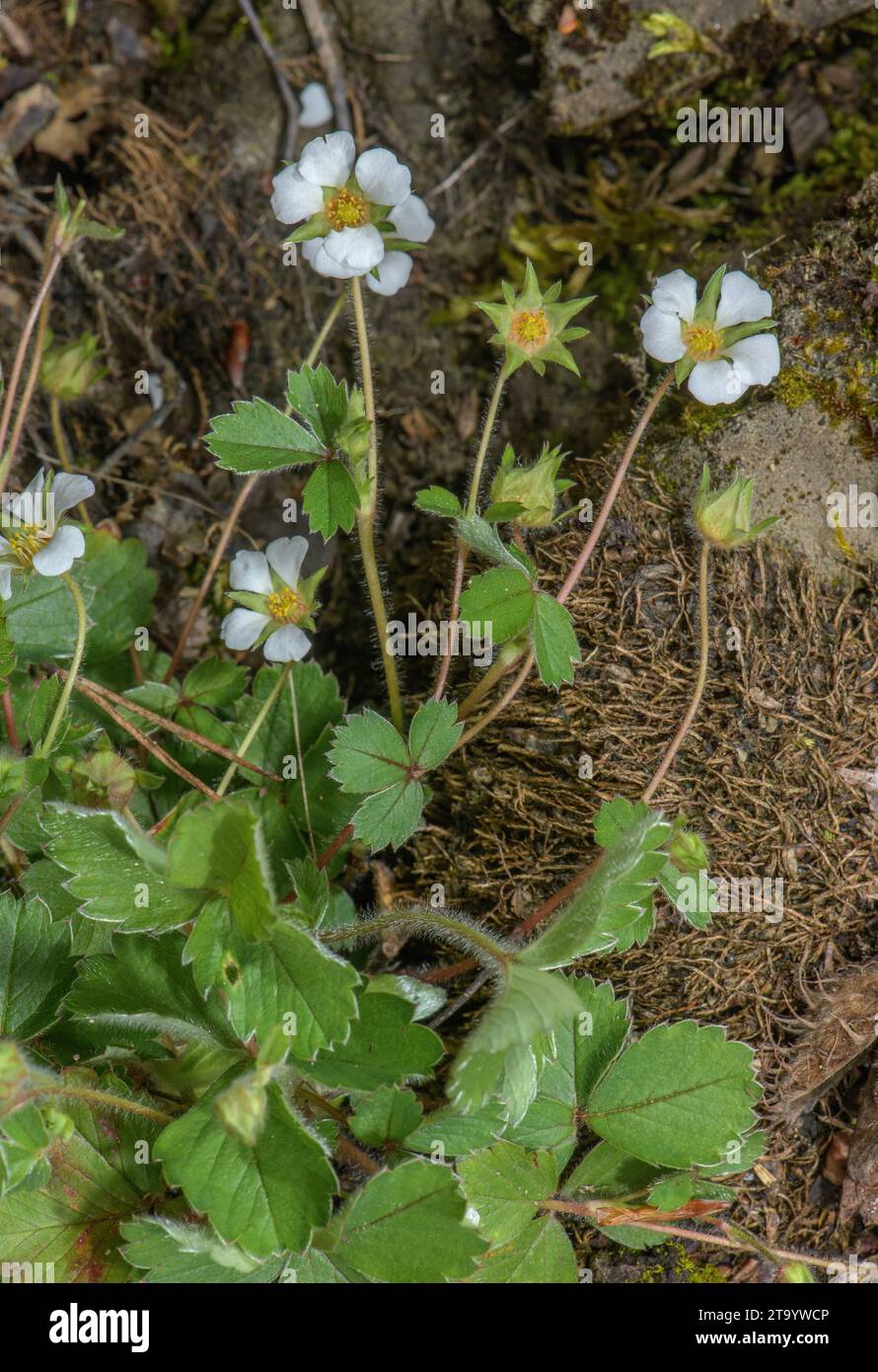 Barren strawberry, Potentilla sterilis, in flower in woodland in spring. Stock Photo