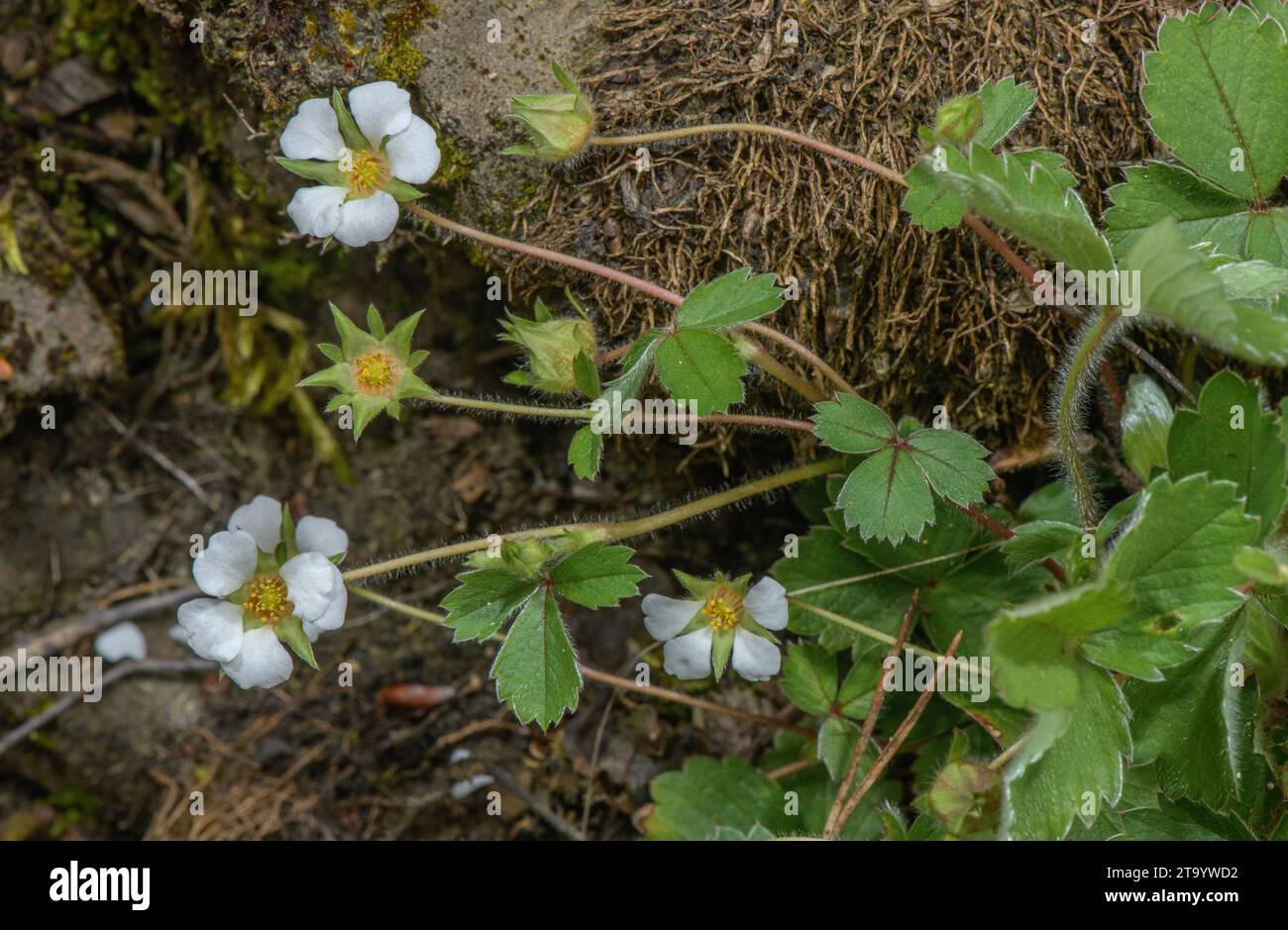 Barren strawberry, Potentilla sterilis, in flower in woodland in spring. Stock Photo