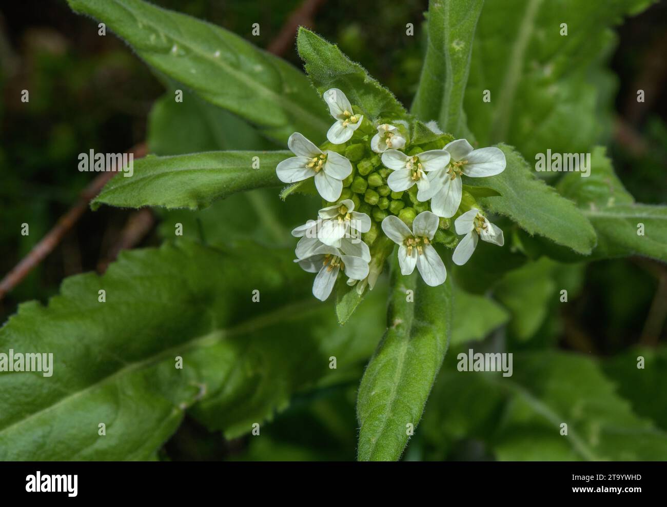Tower Cress, Pseudoturritis turrita, in flower in early spring. Stock Photo