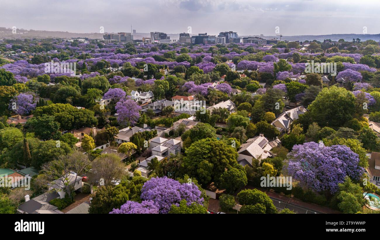 Aerial view of a cityscape blanketed in vibrant purple hues of jacaranda blossoms in Johannesburg Stock Photo