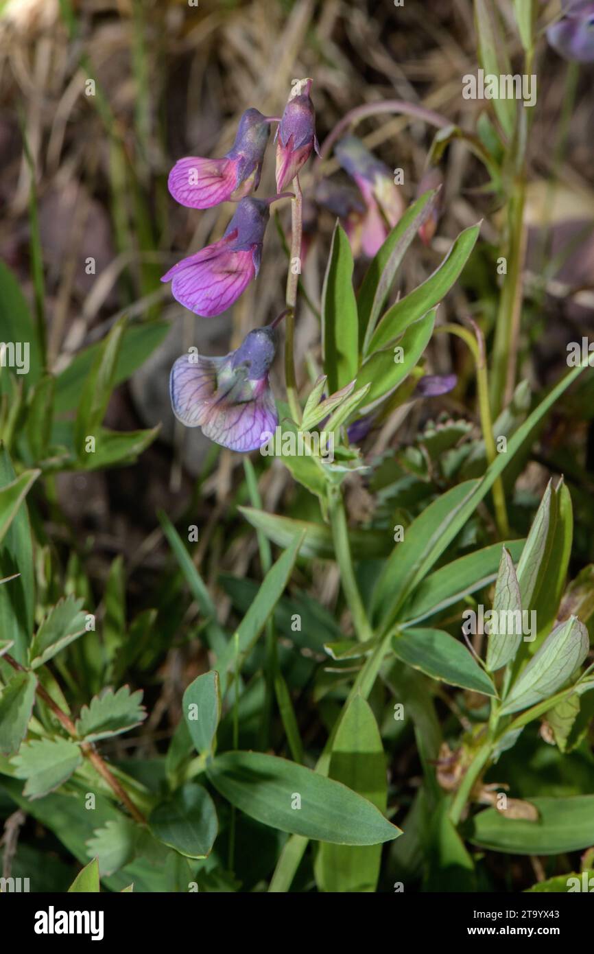 Bitter Vetch, Lathyrus linifolius, in flower in spring. Stock Photo