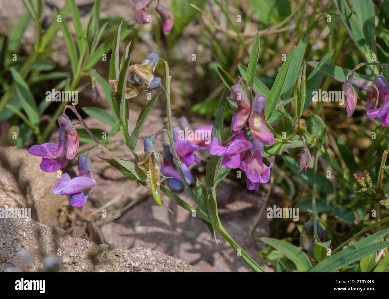 Bitter Vetch, Lathyrus linifolius, in flower in spring. Stock Photo