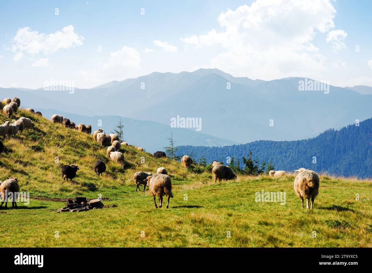 sheep herd on the grassy slopes and meadows. mountains of chornohora ridge in the distance. sunny weather in late summer Stock Photo