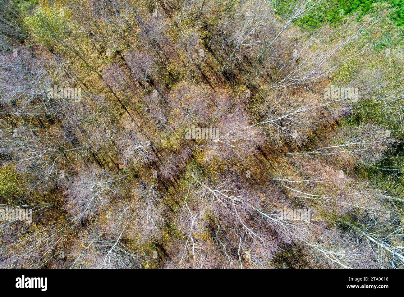 Aerial view colourful autumn forest hi-res stock photography and images ...