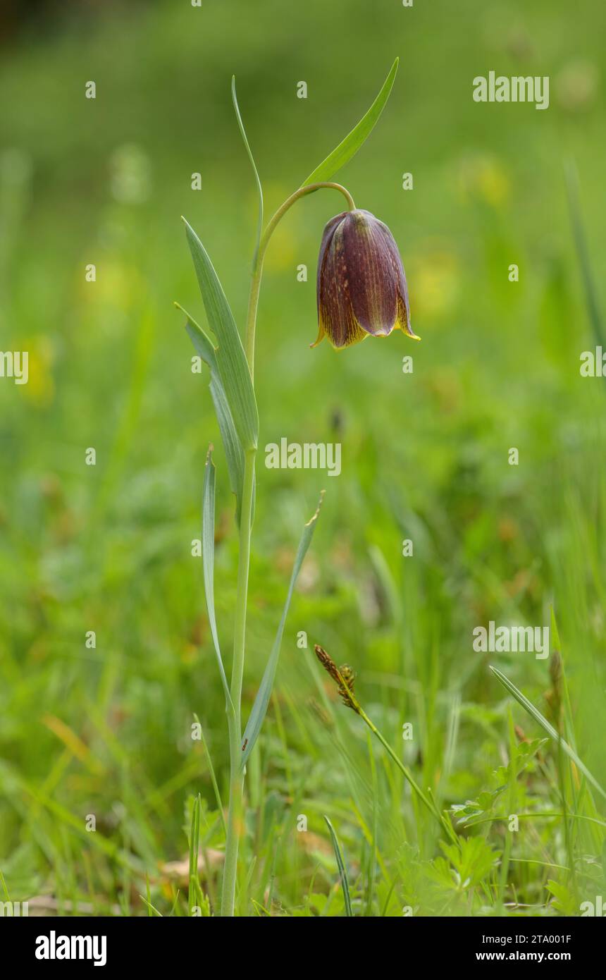Pyrenean Fritillary, Fritillaria pyrenaica, in flower in high pastures in the Pyrenees. Stock Photo