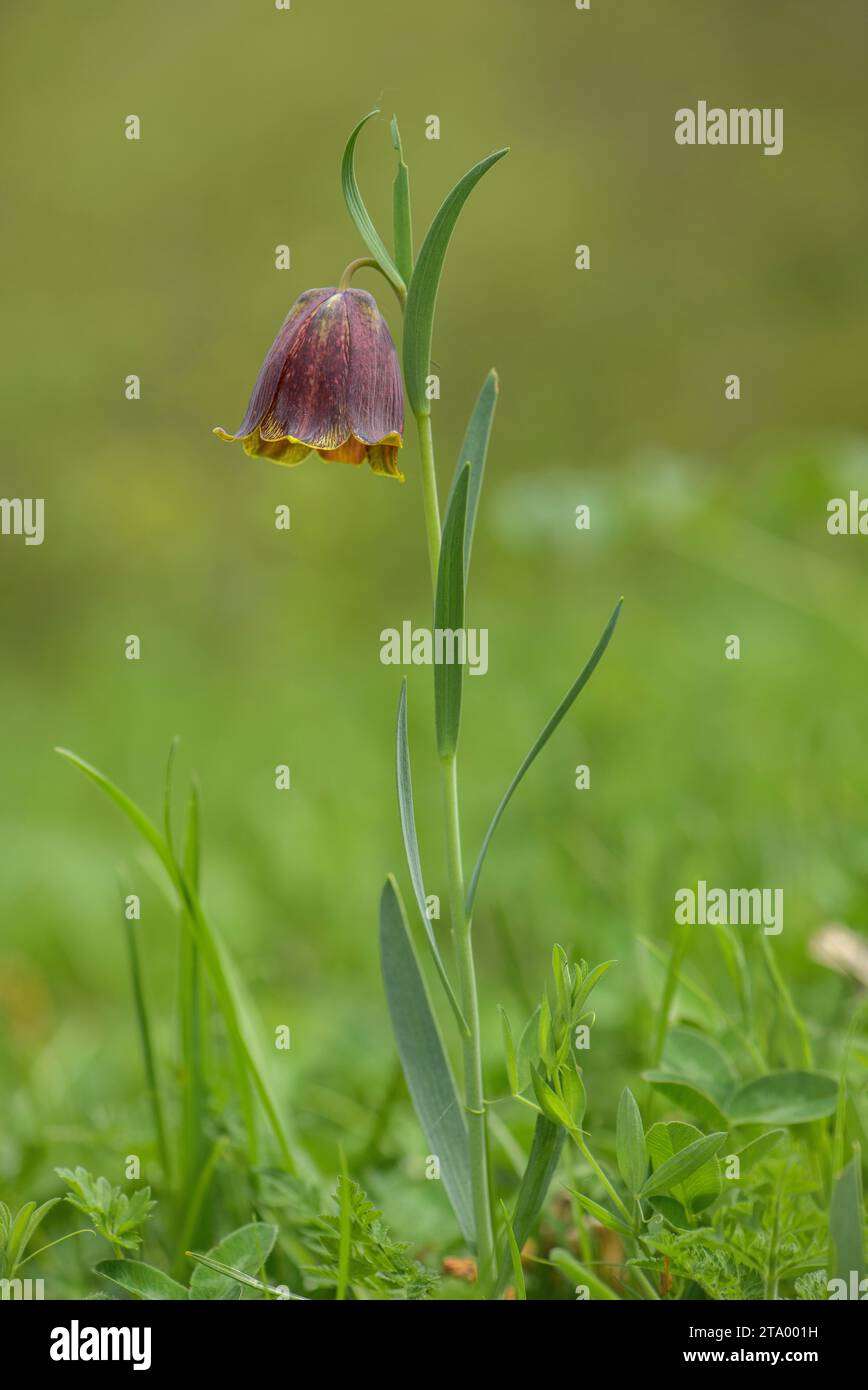 Pyrenean Fritillary, Fritillaria pyrenaica, in flower in high pastures in the Pyrenees. Stock Photo