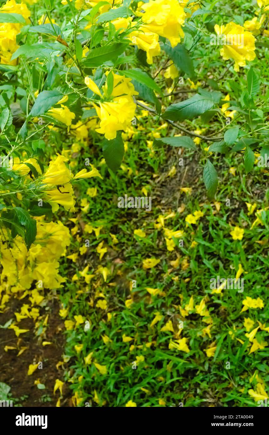 Yellow Trumpet Flower (Tecoma stans). This plant has received a Garden Merit Award from the British Royal Horticultural Society Stock Photo