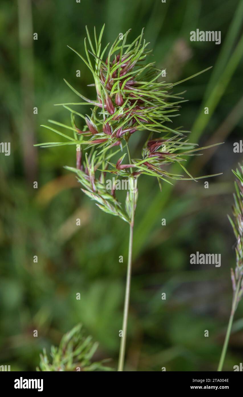 Viviparous form of bulbous meadow-grass, Poa bulbosa with bulbils. Stock Photo