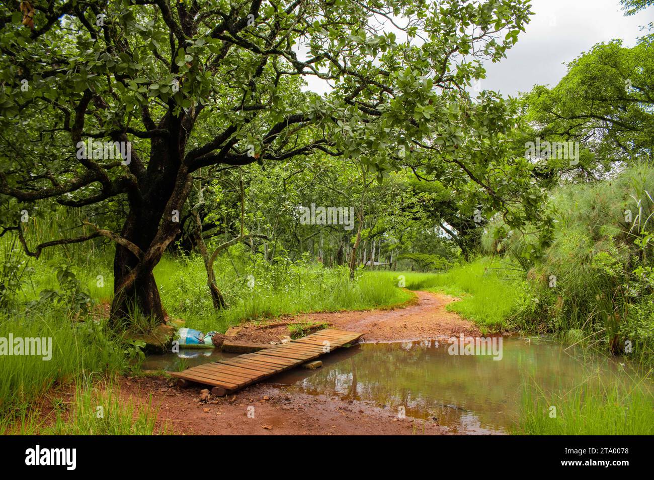 A rustic wooden bridge over a creek, leading to a peaceful forest Stock Photo