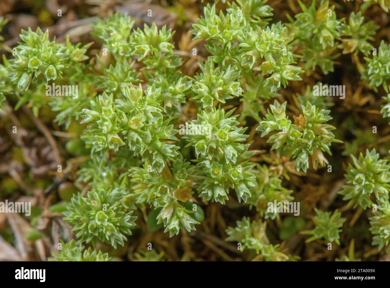 Annual knawel, Scleranthus annuus, in flower in dry acid grassland. Stock Photo