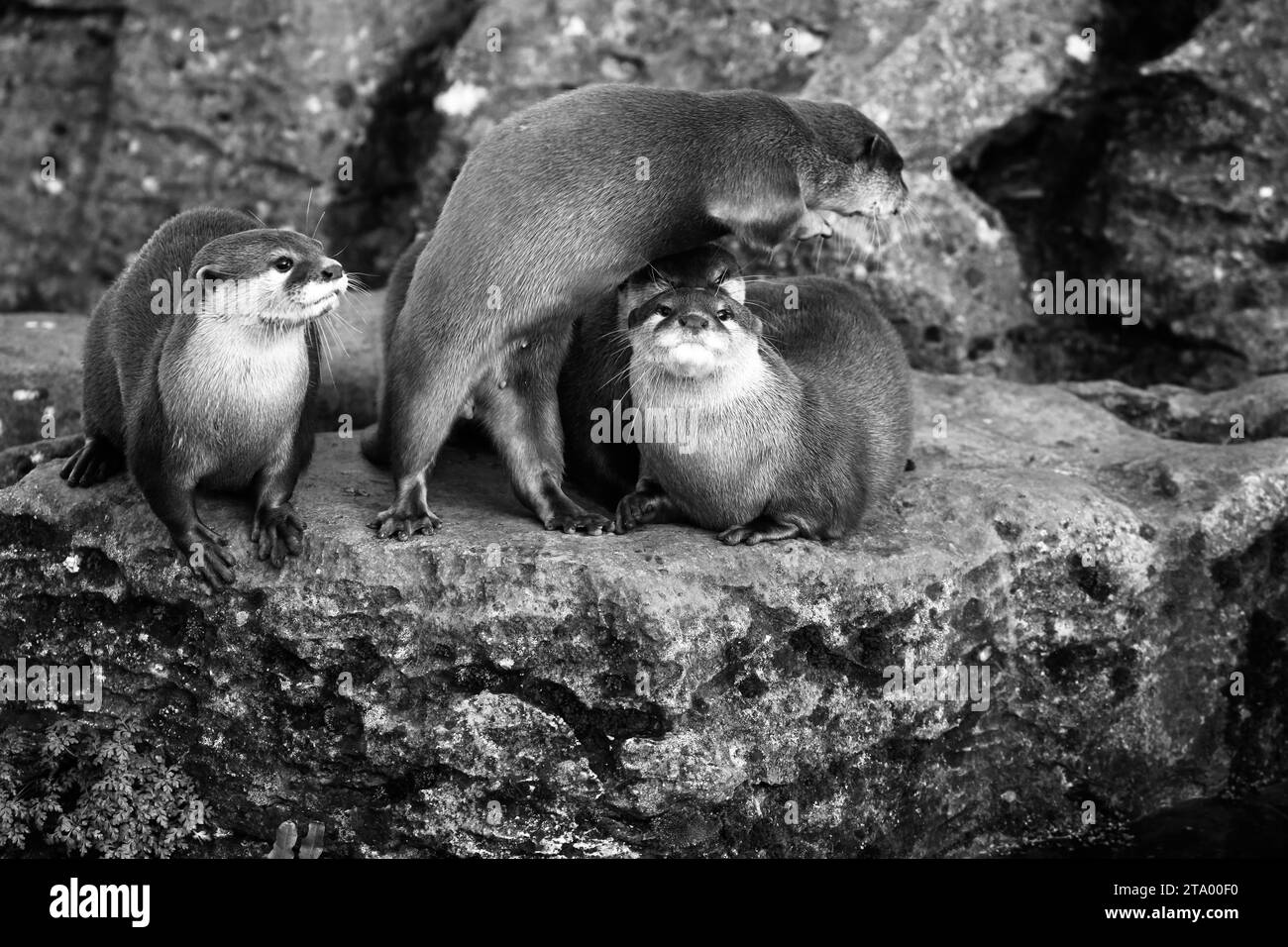 Asian Small-Clawed Otters Stock Photo - Alamy