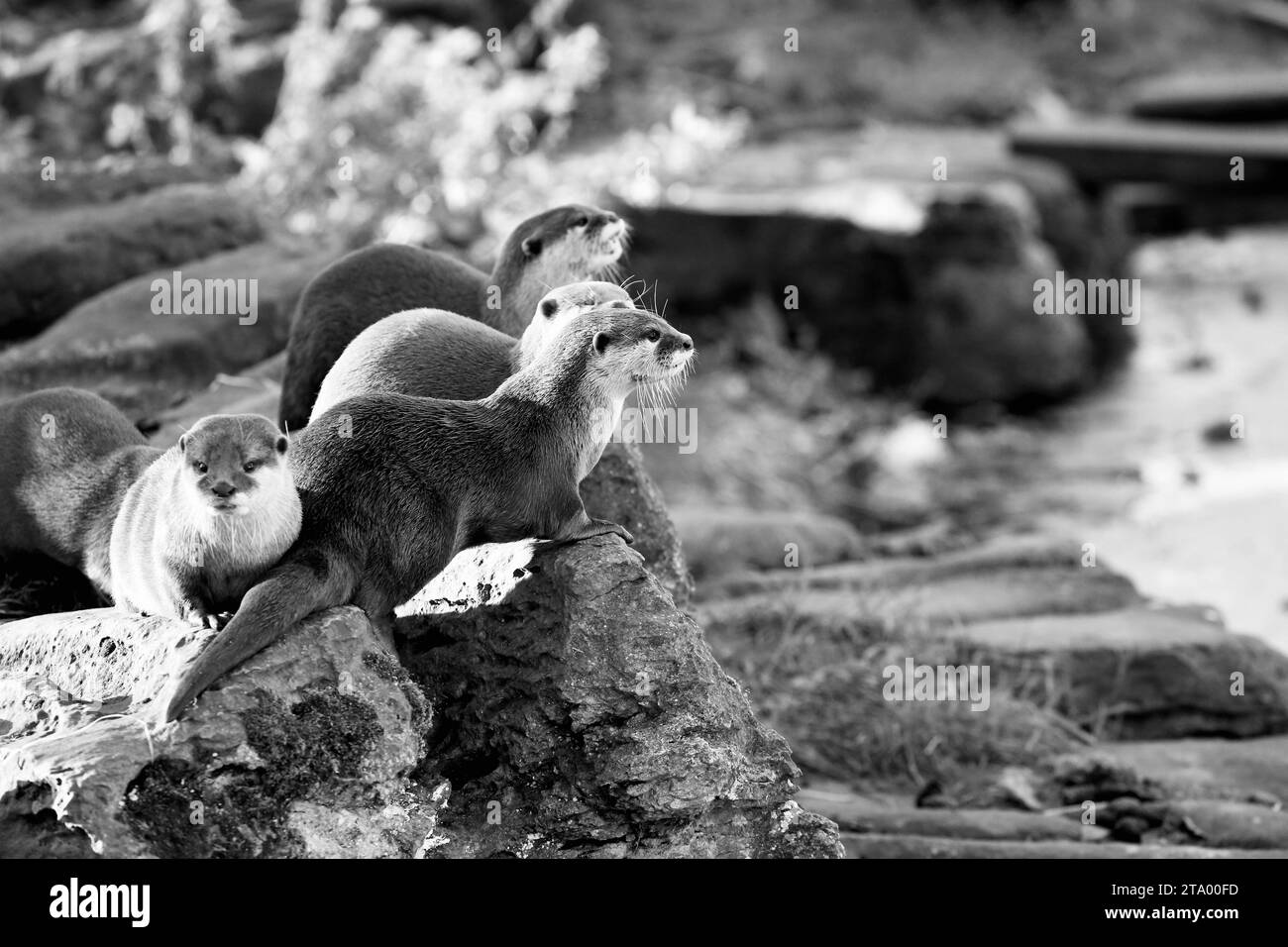 Cute otter Black and White Stock Photos & Images - Alamy