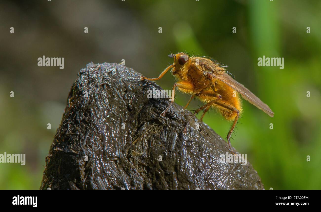Yellow dung fly, Scathophaga stercoraria, in large numbers on organically-farmed cattle dung. Stock Photo