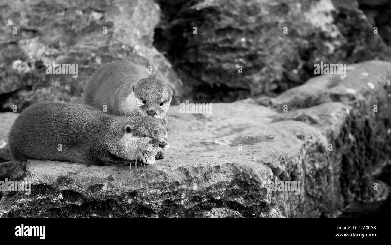 Asian Small-Clawed Otters Stock Photo - Alamy
