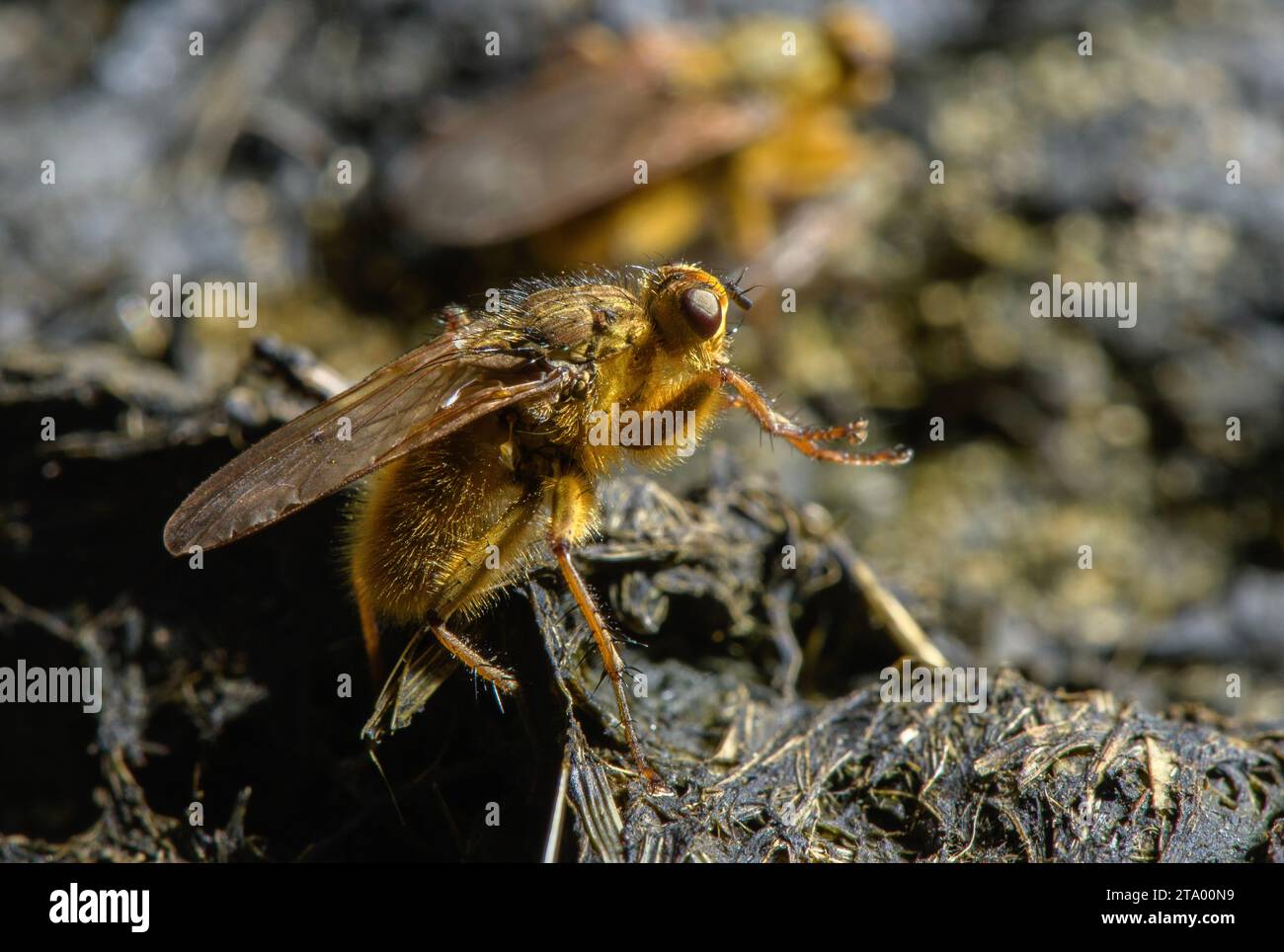 Yellow dung fly, Scathophaga stercoraria, in large numbers on organically-farmed cattle dung. Stock Photo