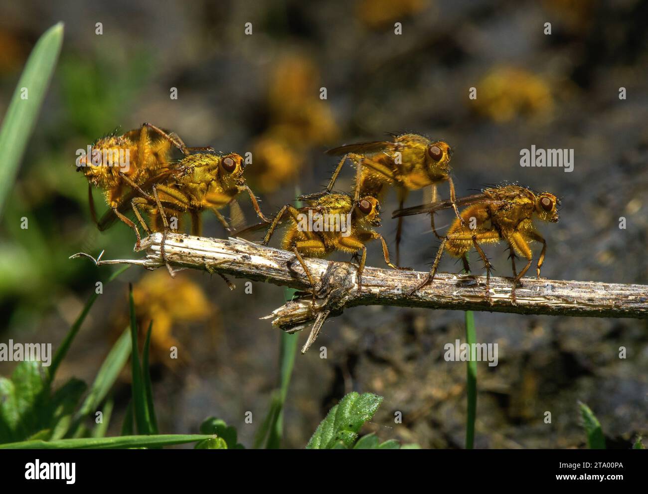 Yellow dung flies, Scathophaga stercoraria, in large numbers on organically-farmed cattle dung. Stock Photo