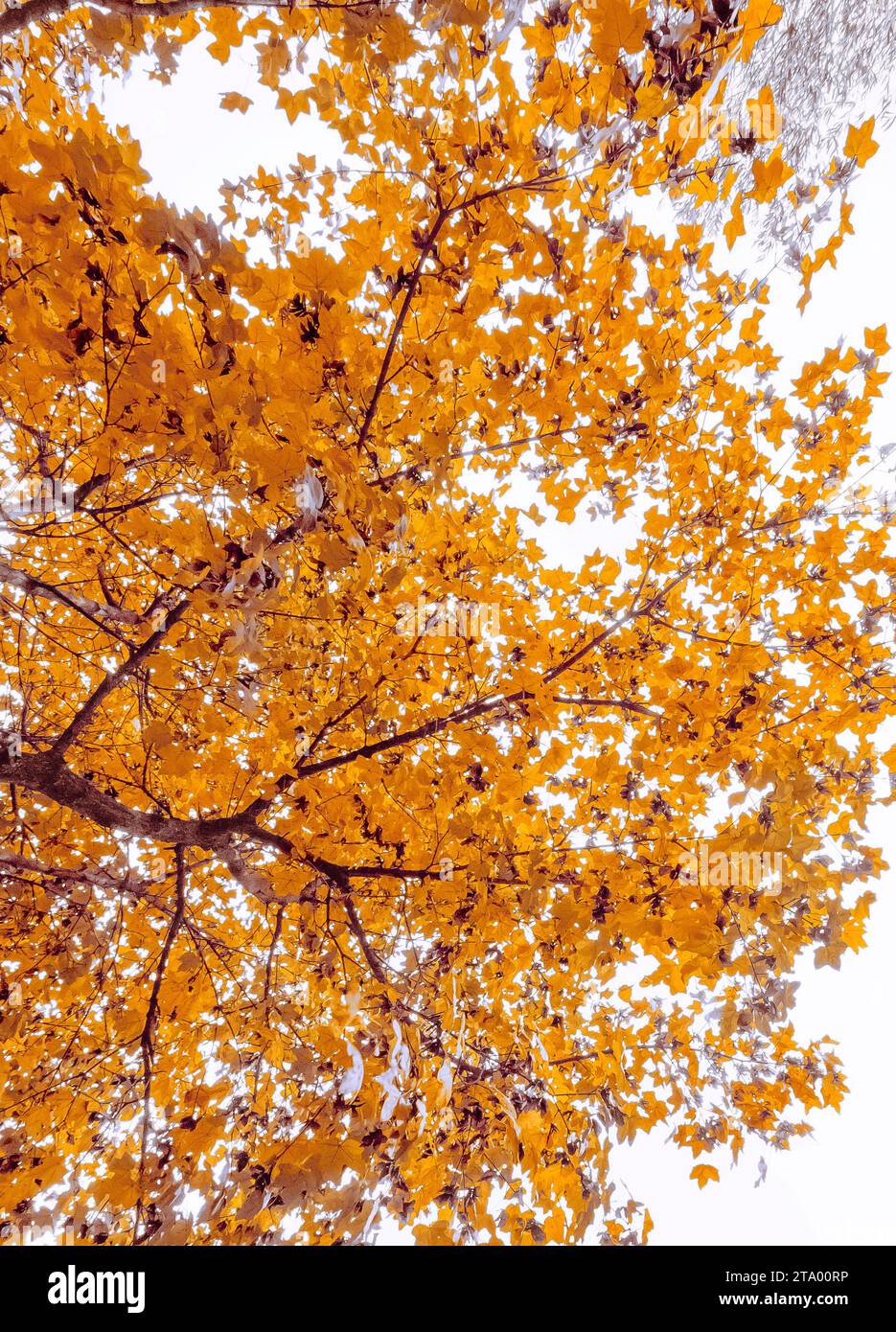 view from bottom of trees with yellow and brown leaves with autumn