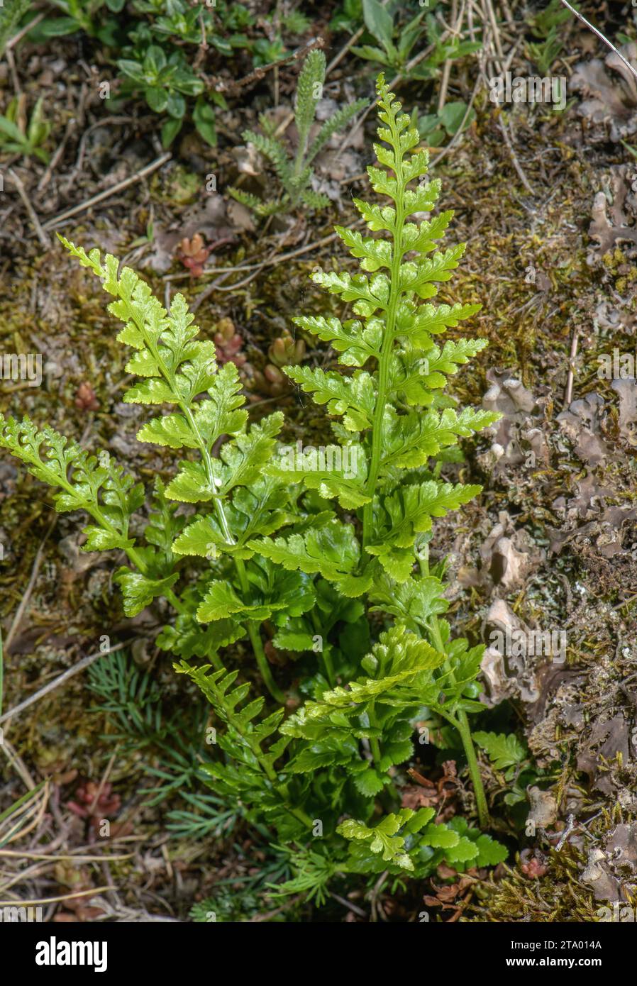 Black Spleenwort, Asplenium adiantum-nigrum fern, growing on old bank. Stock Photo