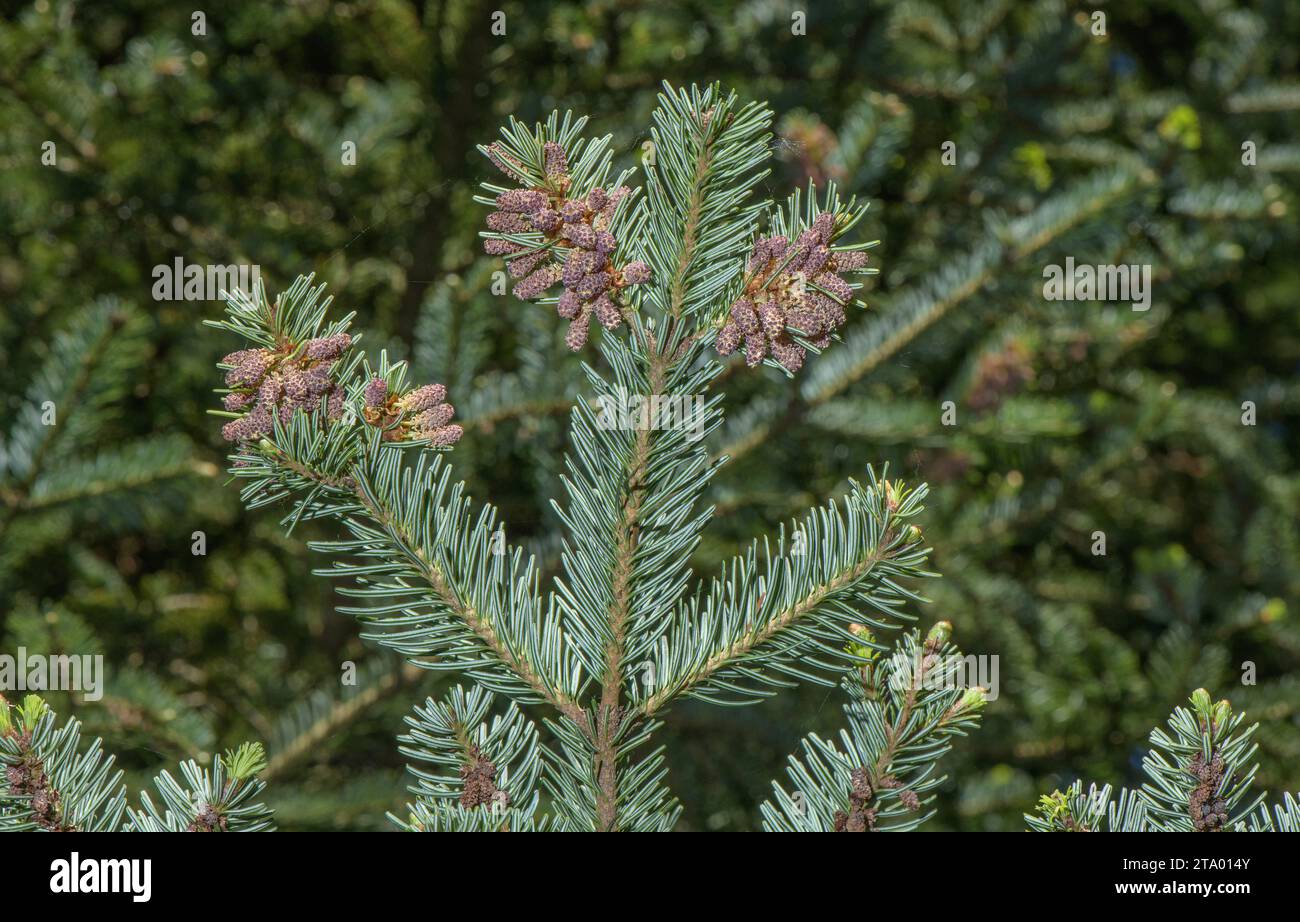 Silver Fir, Abies alba, male flowers and underside of needles. Pyrenees. Stock Photo