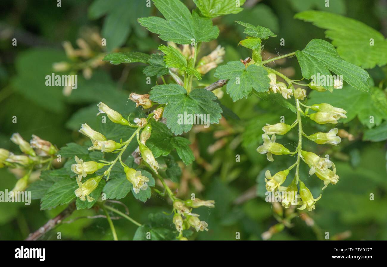 Flowers of Blackcurrant, Ribes nigrum, in spring. Wild. Stock Photo
