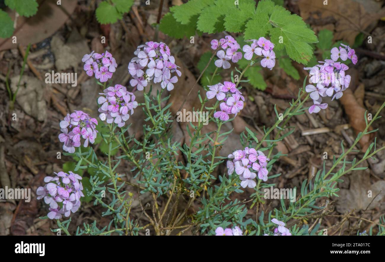 Persian candytuft, Aethionema grandiflorum in flower. From Turkey and Iran. Stock Photo
