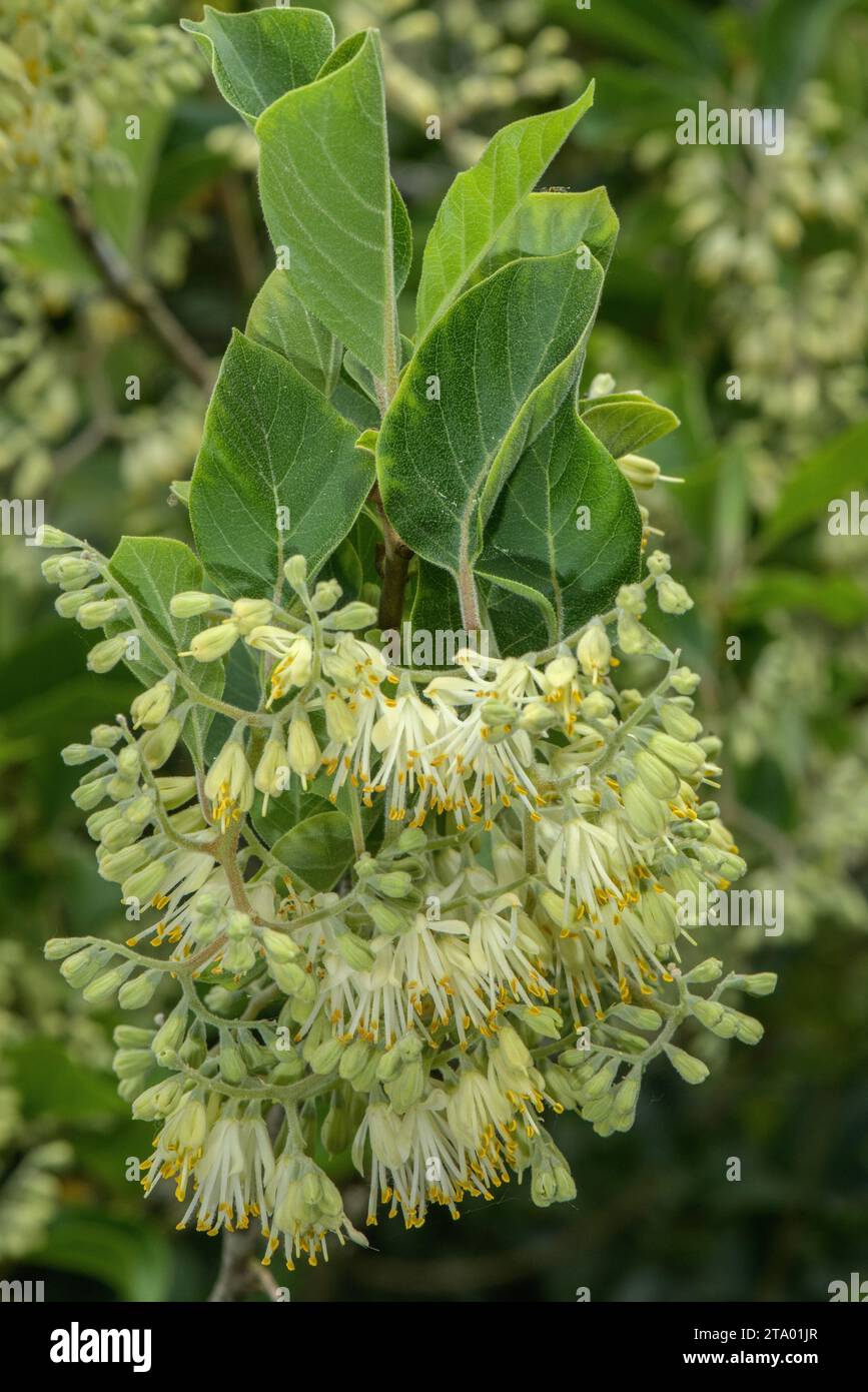 Little Epaulettetree, Epaulette tree, Ptersostyrax corymbosus in flower in garden. From China. Stock Photo