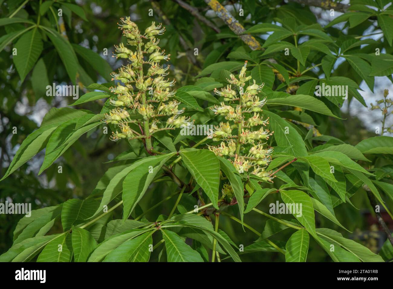 Ohio buckeye, Aesculus glabra in flower. From midwestern USA. Stock Photo
