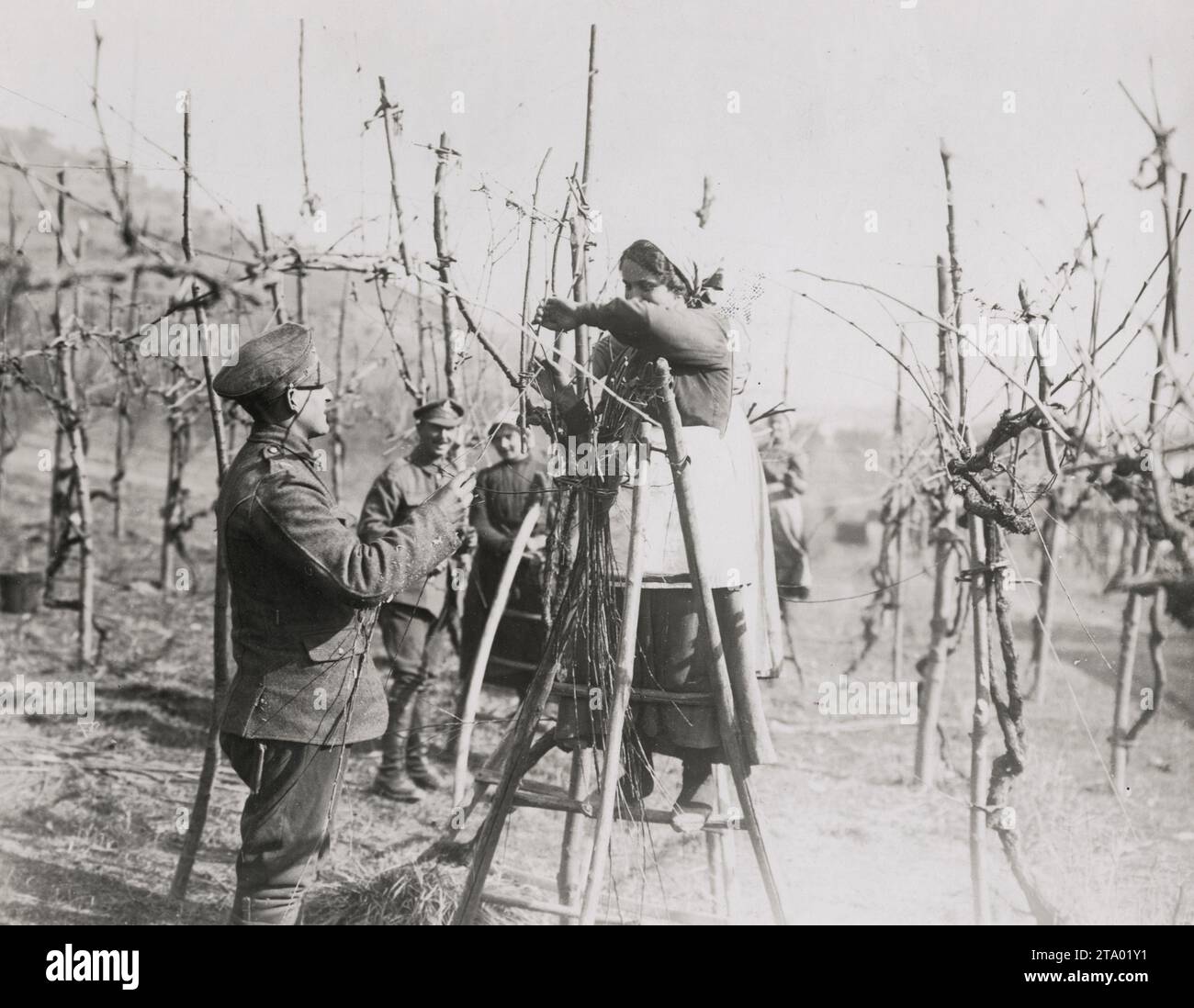 WW1 World War I - British soldiers helping local woman in vineyard in Italy Stock Photo