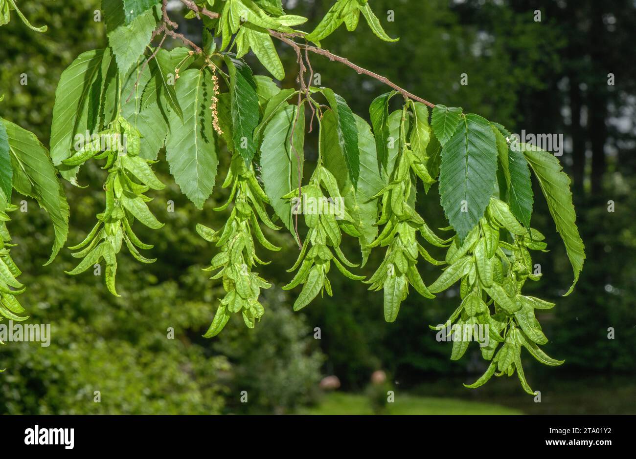 Carpinus betulus hornbeam bracts hires stock photography and images