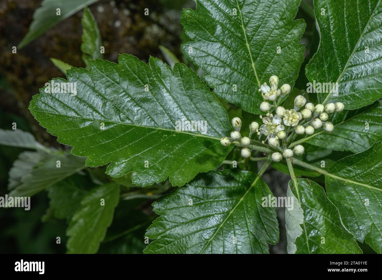 Vosges whitebeam, Sorbus mougeotii, coming into flower in spring. Jura mountains. Stock Photo