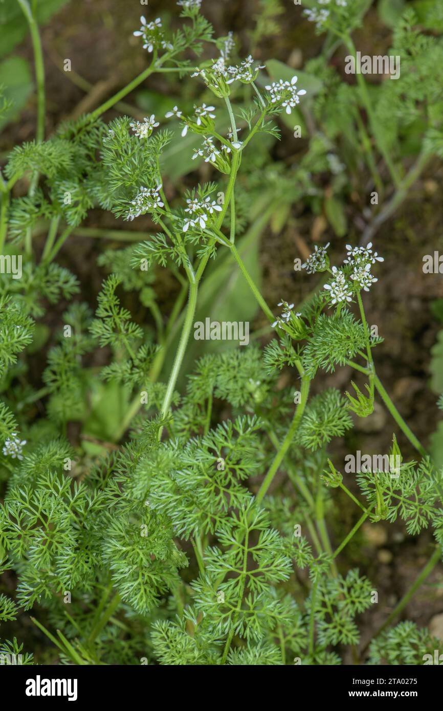 Shepherd's-needle, Scandix pecten-veneris, in flower. Rare arable weed. Stock Photo