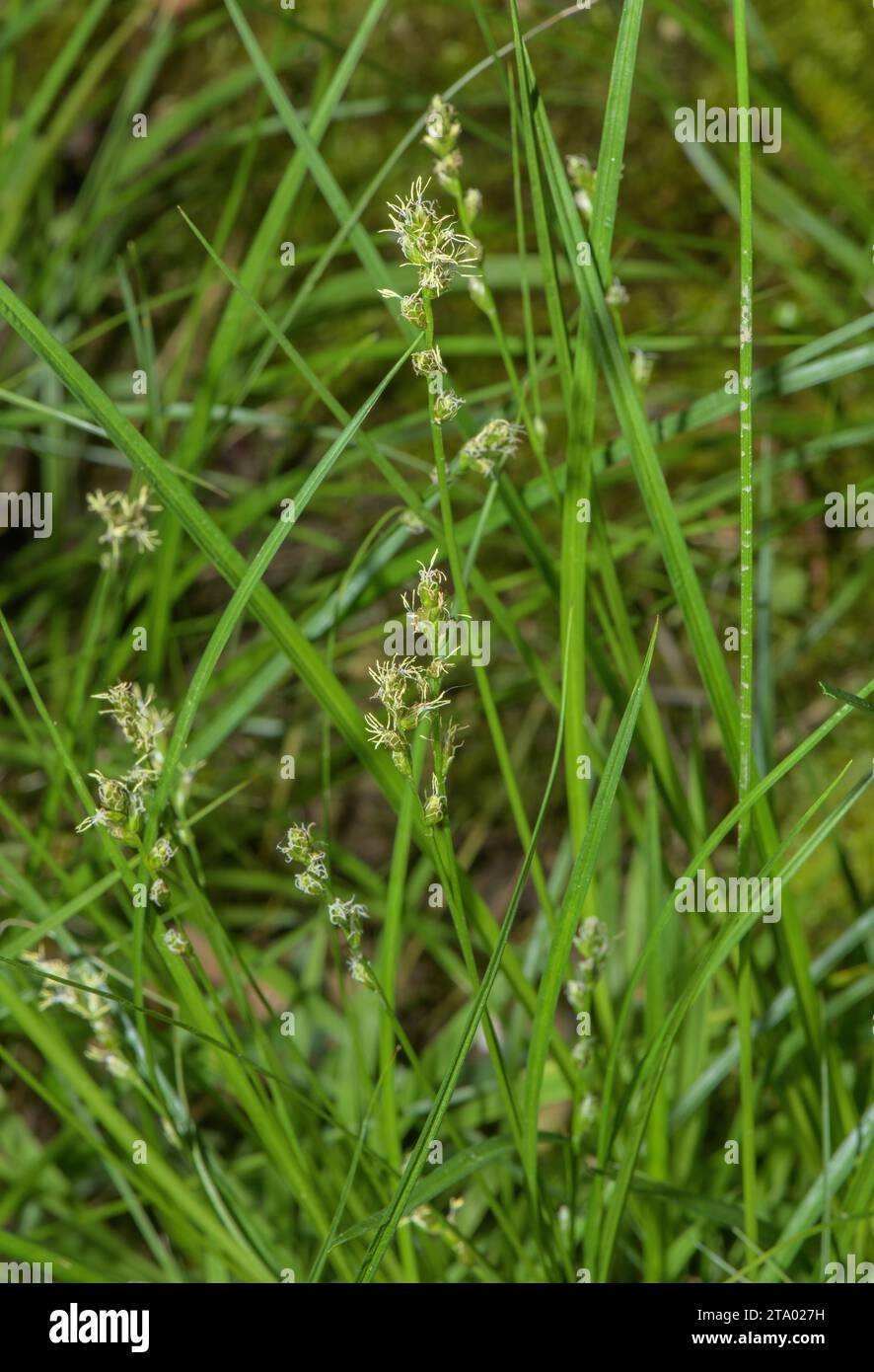 Spiked Sedge, Carex spicata in flower in spring. Stock Photo