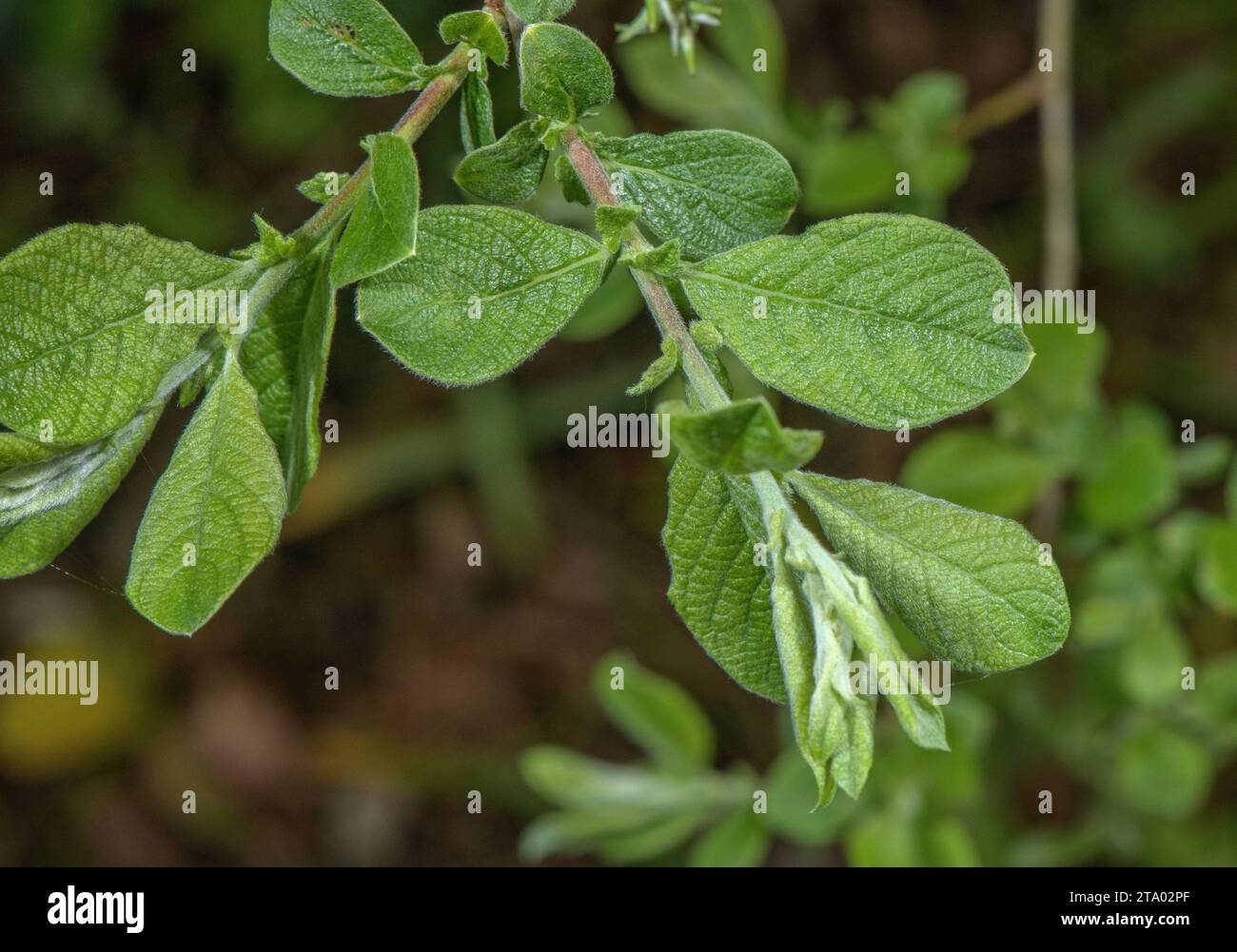 Eared willow, Salix aurita foliage, with rugose leaves, and stipules. Stock Photo