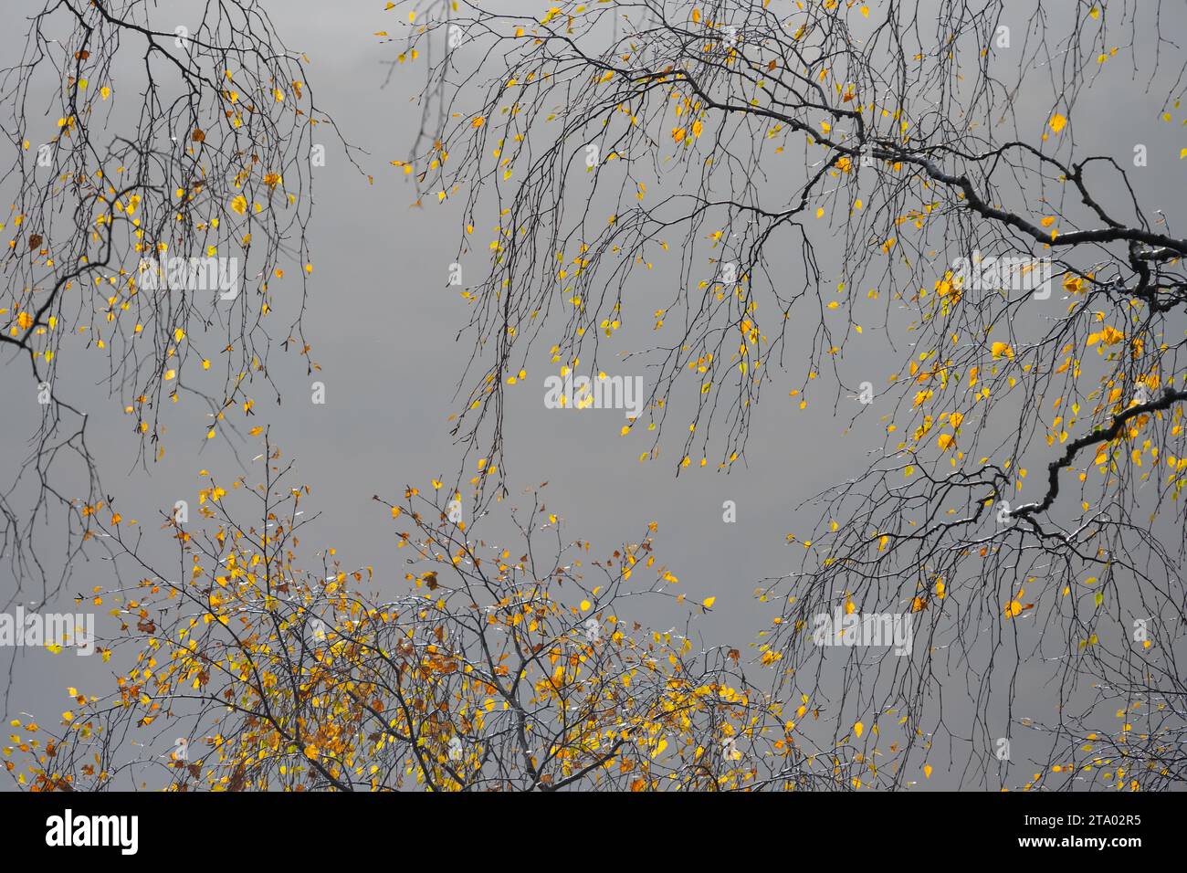 autumn silver birch leaves against grey sky, Scotland, UK Stock Photo