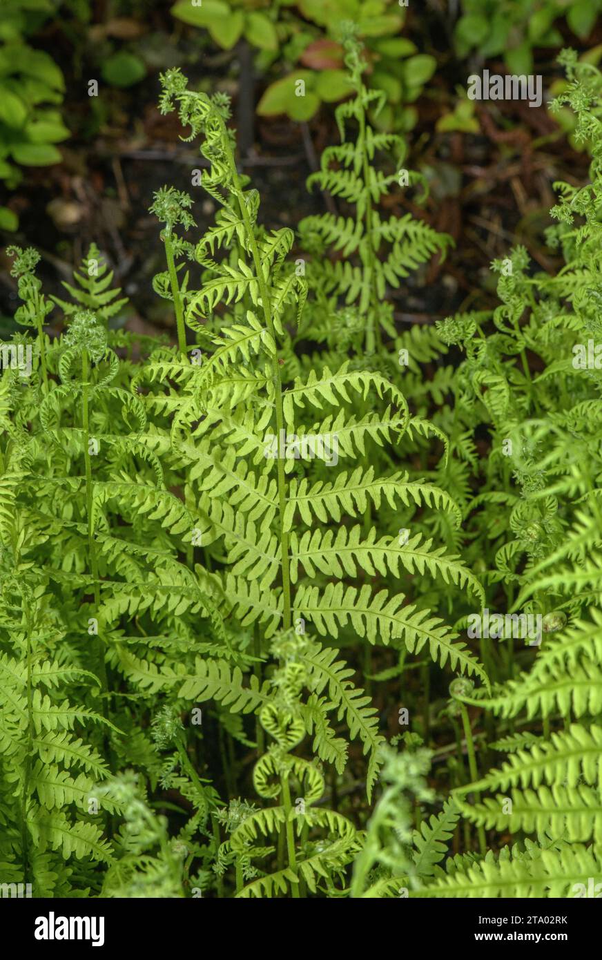 Marsh fern, Thelypteris palustris, in marsh. Stock Photo