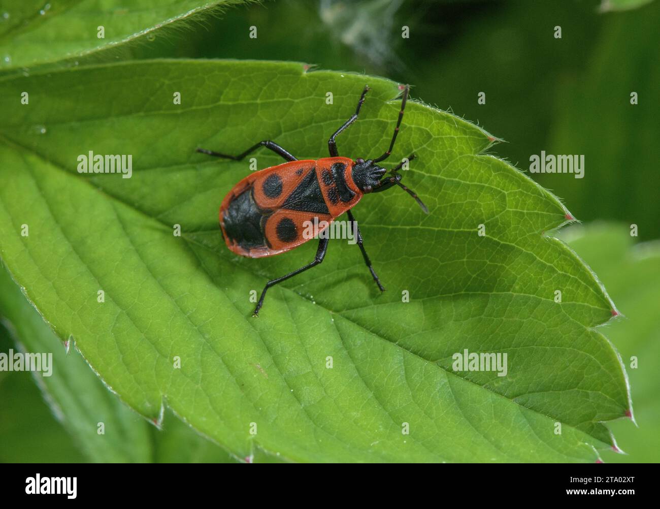 Firebug hi-res stock photography and images - Alamy