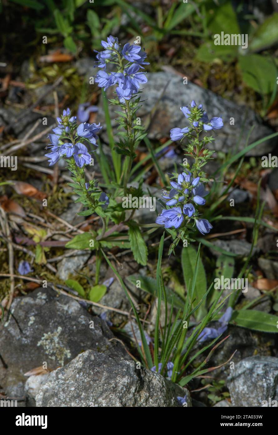 Prostrate speedwell, Veronica prostrata ssp prostrata in flower in the Alps. Stock Photo
