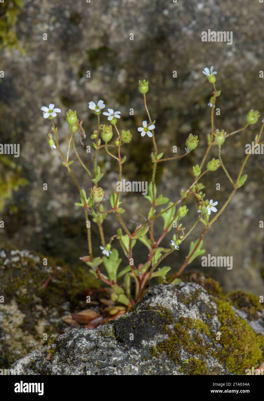 Rue-leaved saxifrage, Saxifraga tridactylites,  in flower on limestone. Stock Photo