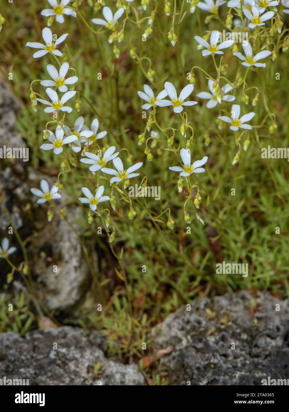 A Mossy Saxifrage, Saxifraga fragosoi, in flower; southern France. Stock Photo