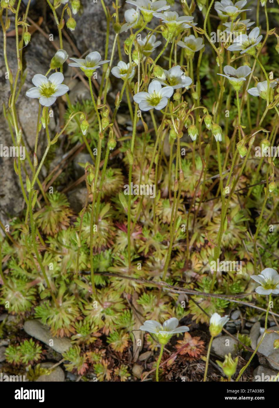 Mossy Saxifrage, Saxifraga hypnoides, in flower on limestone. Stock Photo