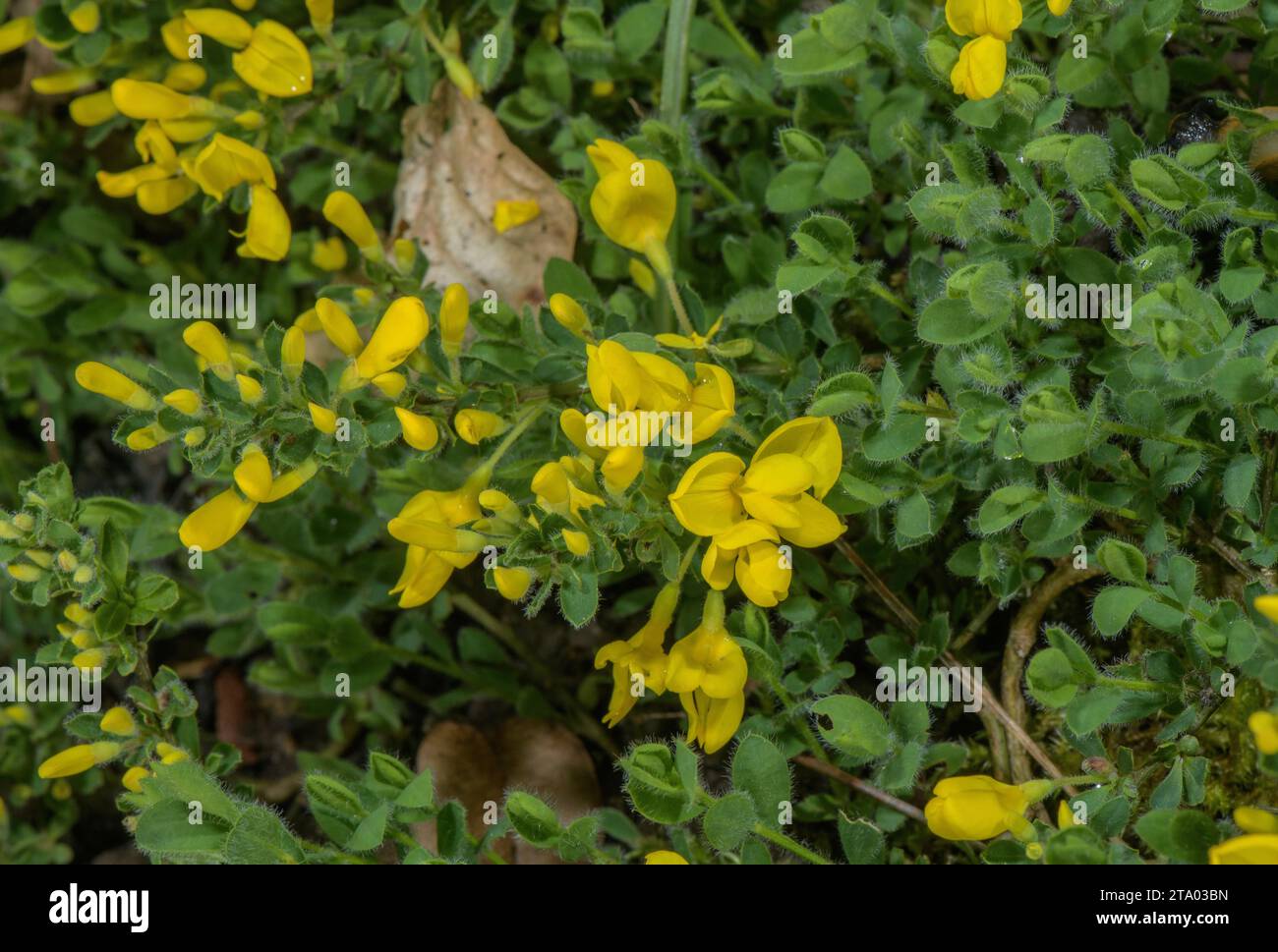 Prostrate Broom, Cytisus decumbens, in flower. Stock Photo