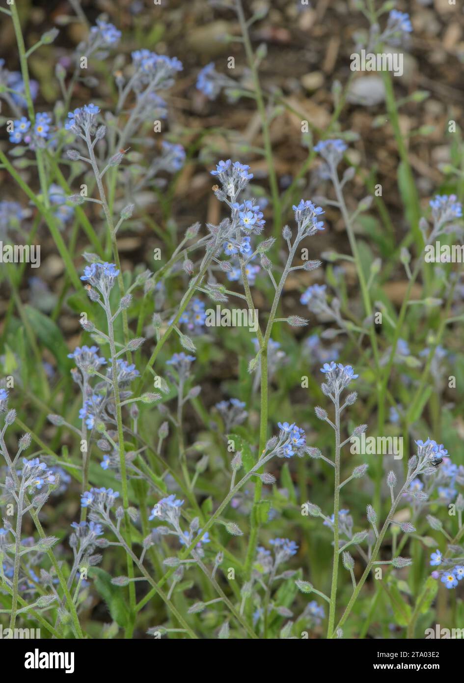Field forget-me-not, Myosotis arvensis - annual weed, in flower. Stock Photo