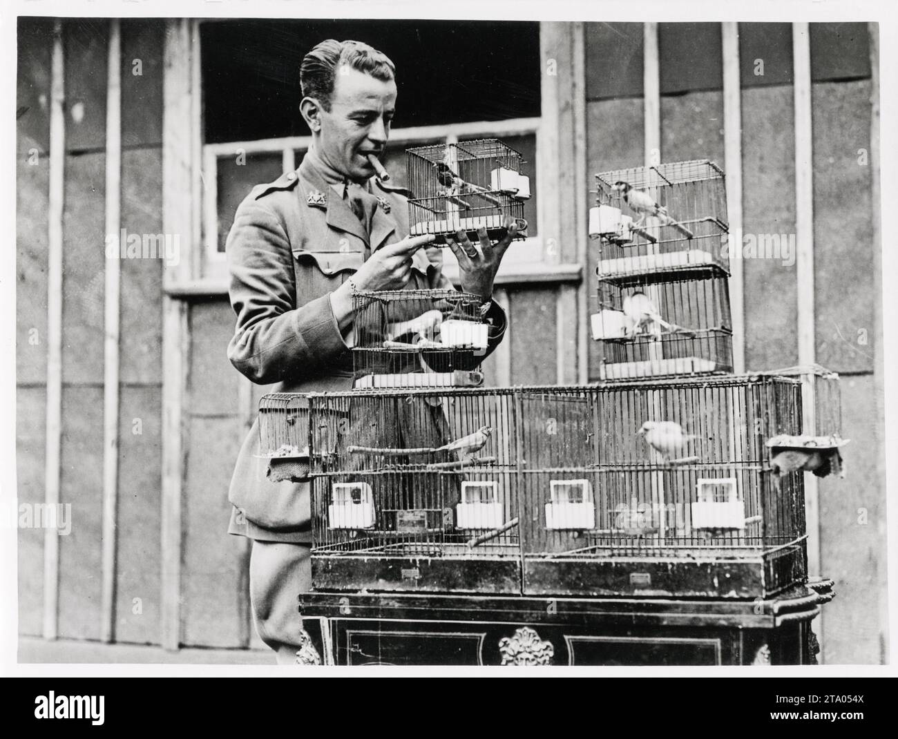 WW1 World War I - Officer tends German Roller canaries in cages, France Stock Photo