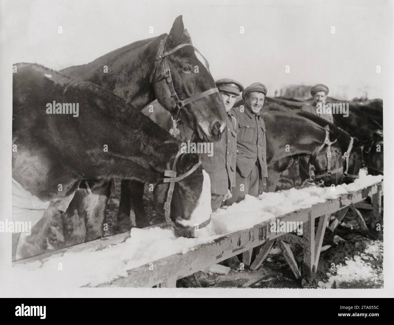WW1 World War I -  Horses drinking from frozen trough in winter, France Stock Photo