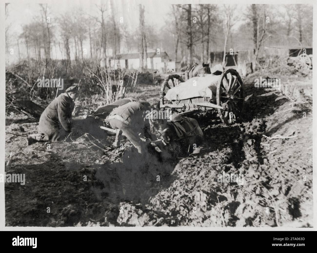 WW1 World War I - Horse pulling timber cart stuck in mud, France Stock Photo
