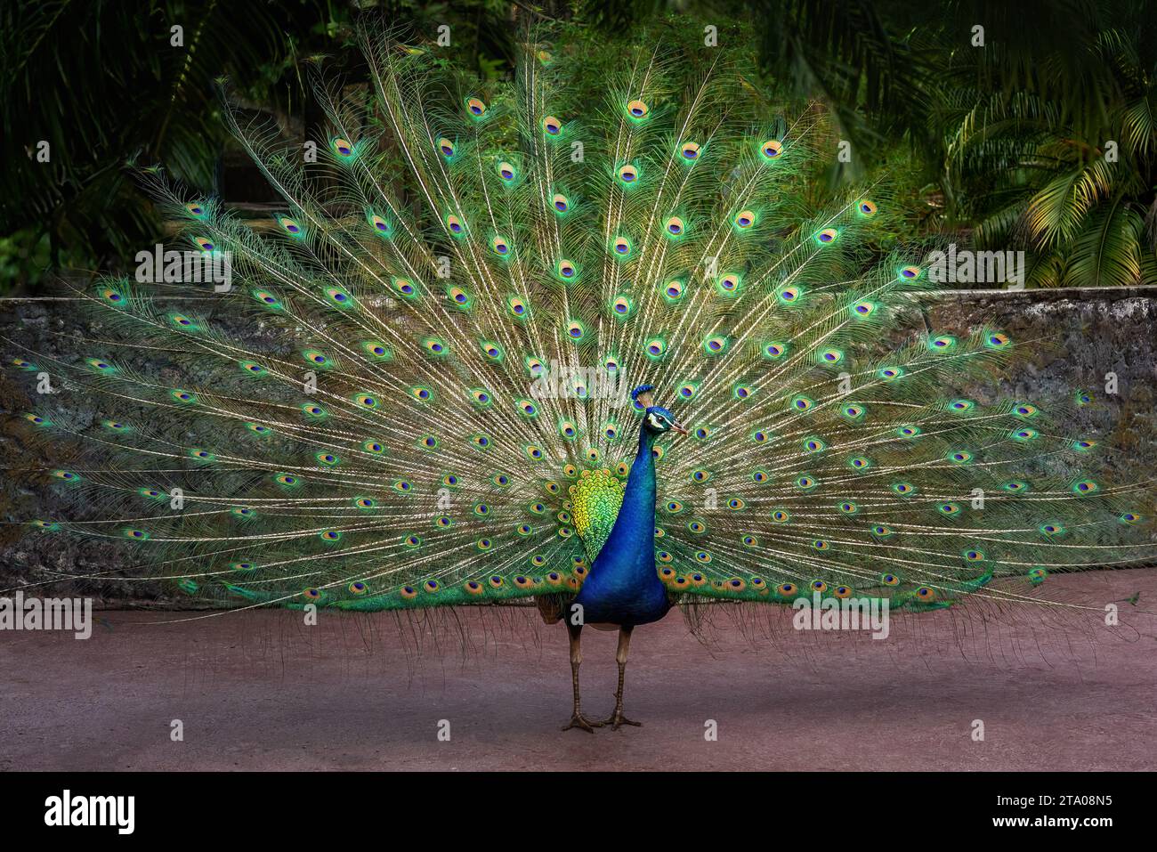 Peacock with open tail - Indian Peafowl (Pavo cristatus) Stock Photo