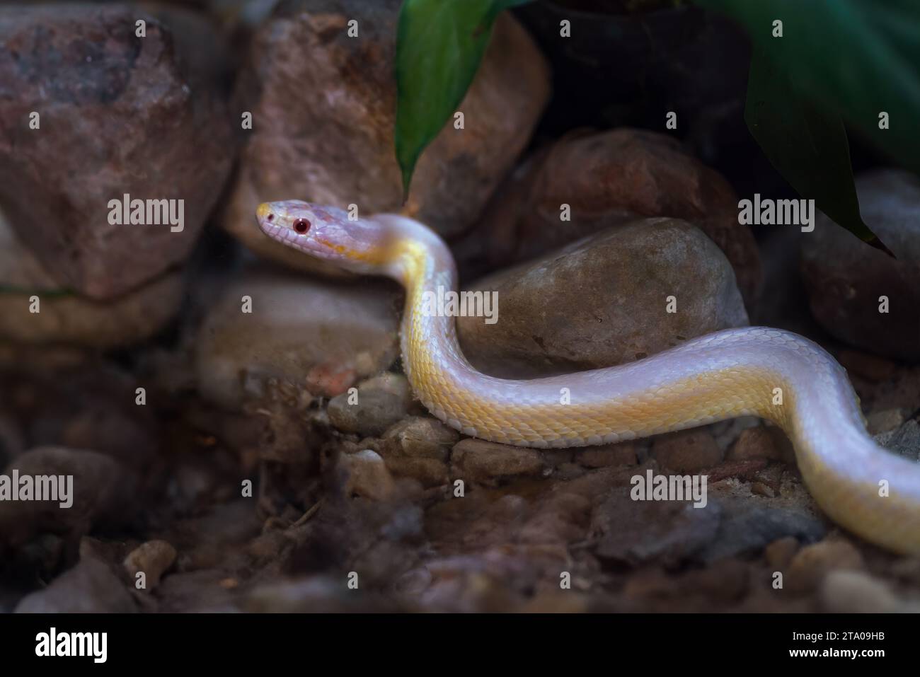 Coral Snow Corn Snake (Pantherophis guttatus) Stock Photo